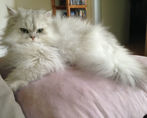 Perser Deckkater Husky, unser Shaded Silver