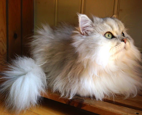 Perser Deckkater Husky, unser Shaded Silver