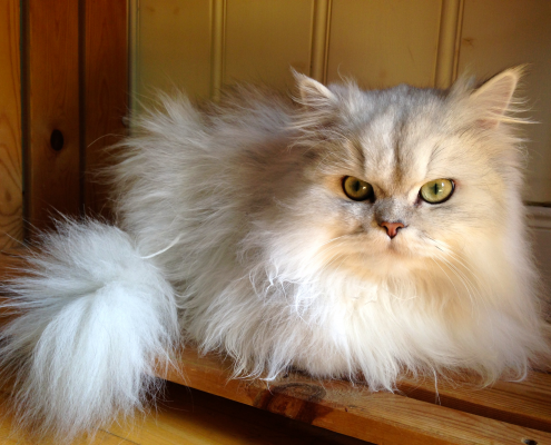 Perser Deckkater Husky, unser Shaded Silver