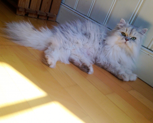 Perser Deckkater Husky, unser Shaded Silver