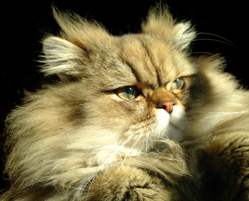 Perser Deckkater Chili, Golden Black Tabby (gestromt)