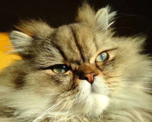 Perser Deckkater Chili, Golden Black Tabby (gestromt)