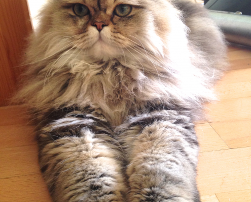 Perser Deckkater Chili, Golden Black Tabby (gestromt)