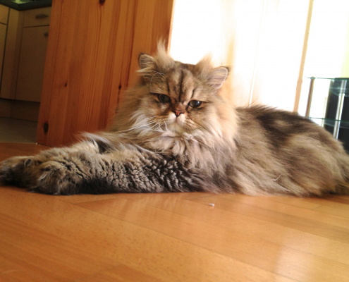 Perser Deckkater Chili, Golden Black Tabby (gestromt)